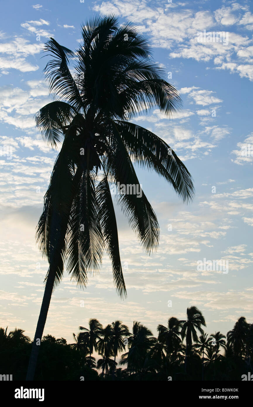 Mexico, Guerrero, Ixtapa. Beach Palm / Playa Quieta Beach / Dawn Stock Photo