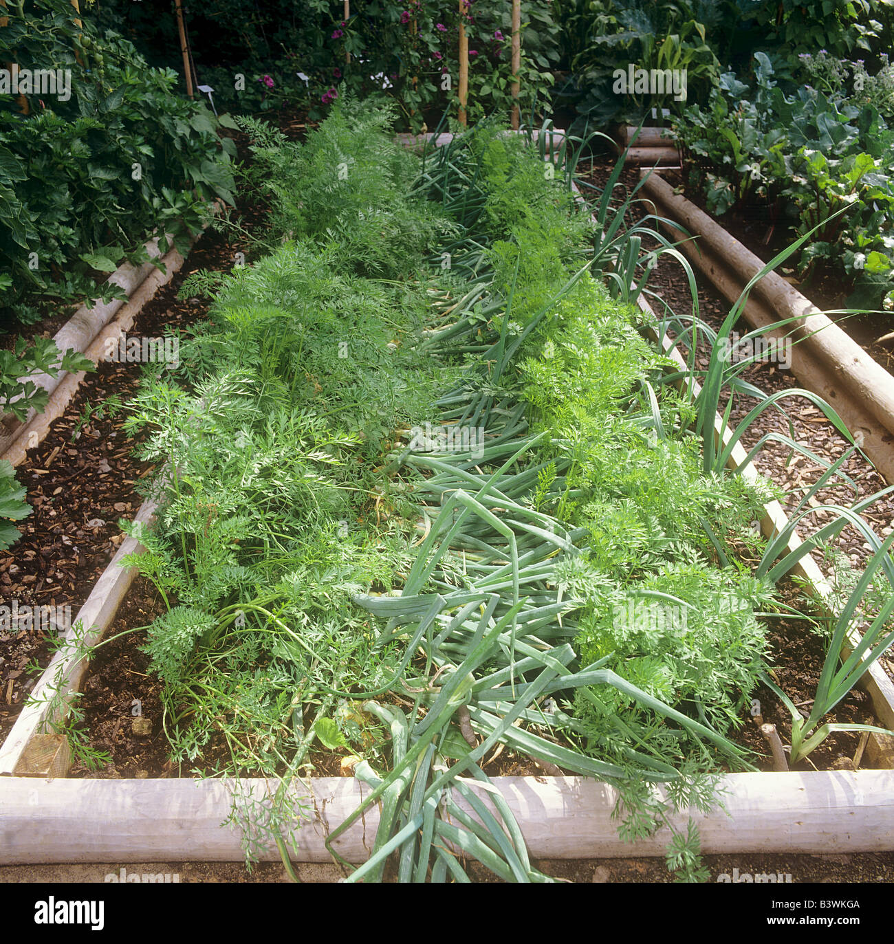 Leeks Plot Onions and leek plot hi-res stock photography and images - Alamy