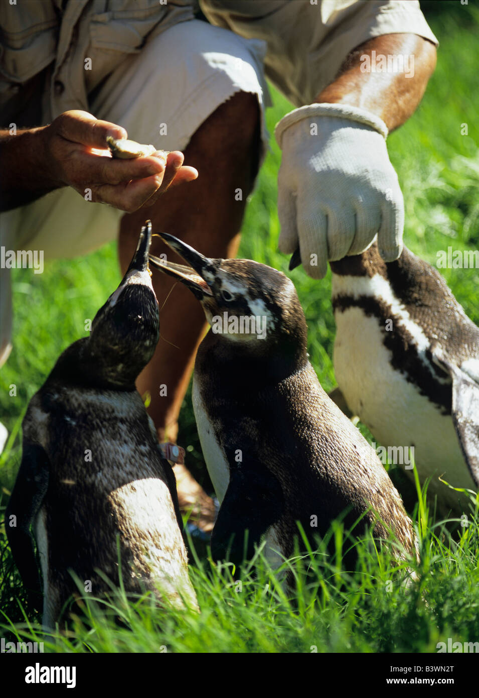 South America, Uruguay; Piriapolis; Banded penguins at the animal rescue facility. Stock Photo