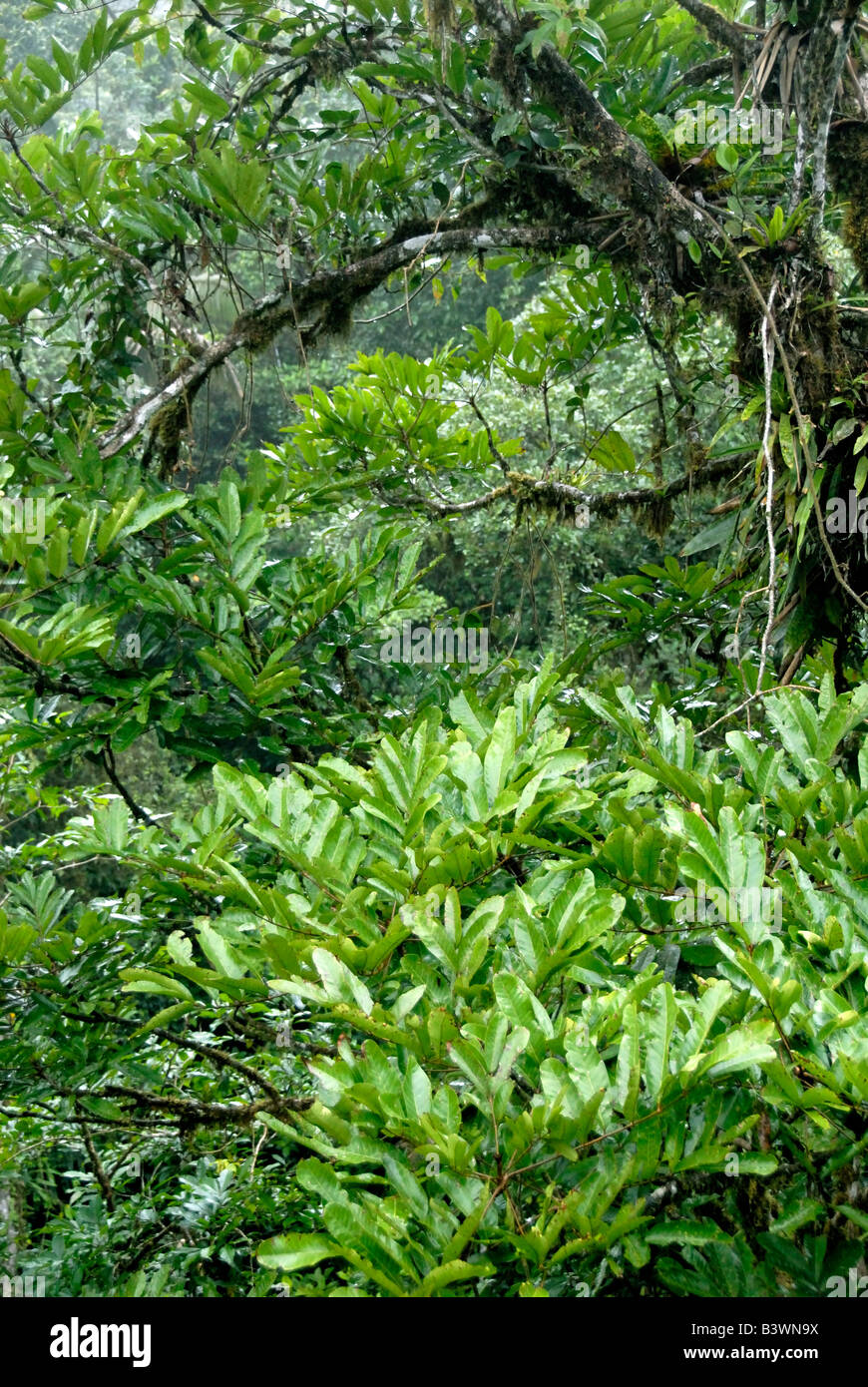 Costa rica canopy rainforest hi-res stock photography and images - Alamy