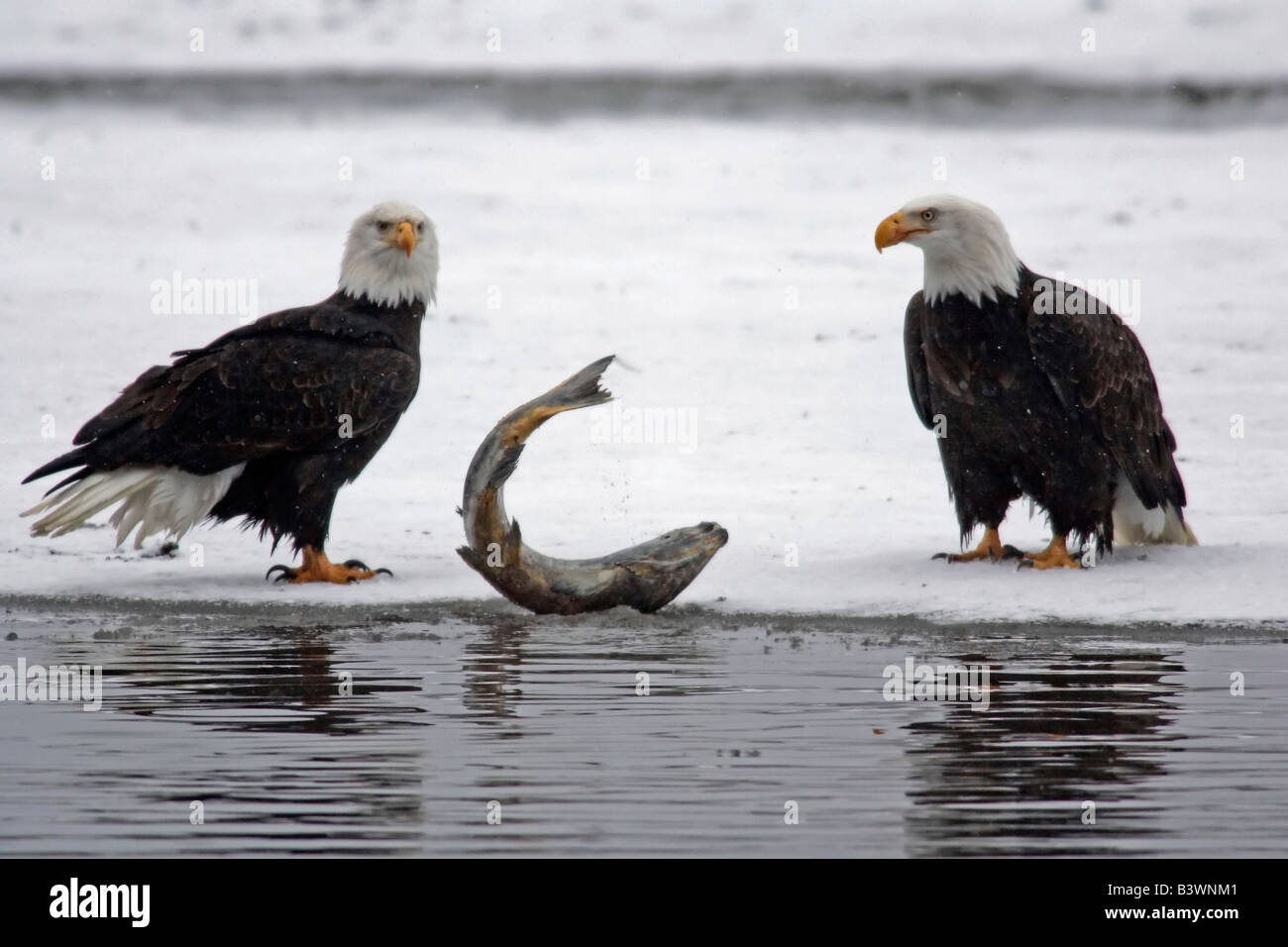 USA, Alaska, Chilkat Bald Eagle Preserve. Pair of bald eagles waiting to feed on almost dead salmon. Stock Photo