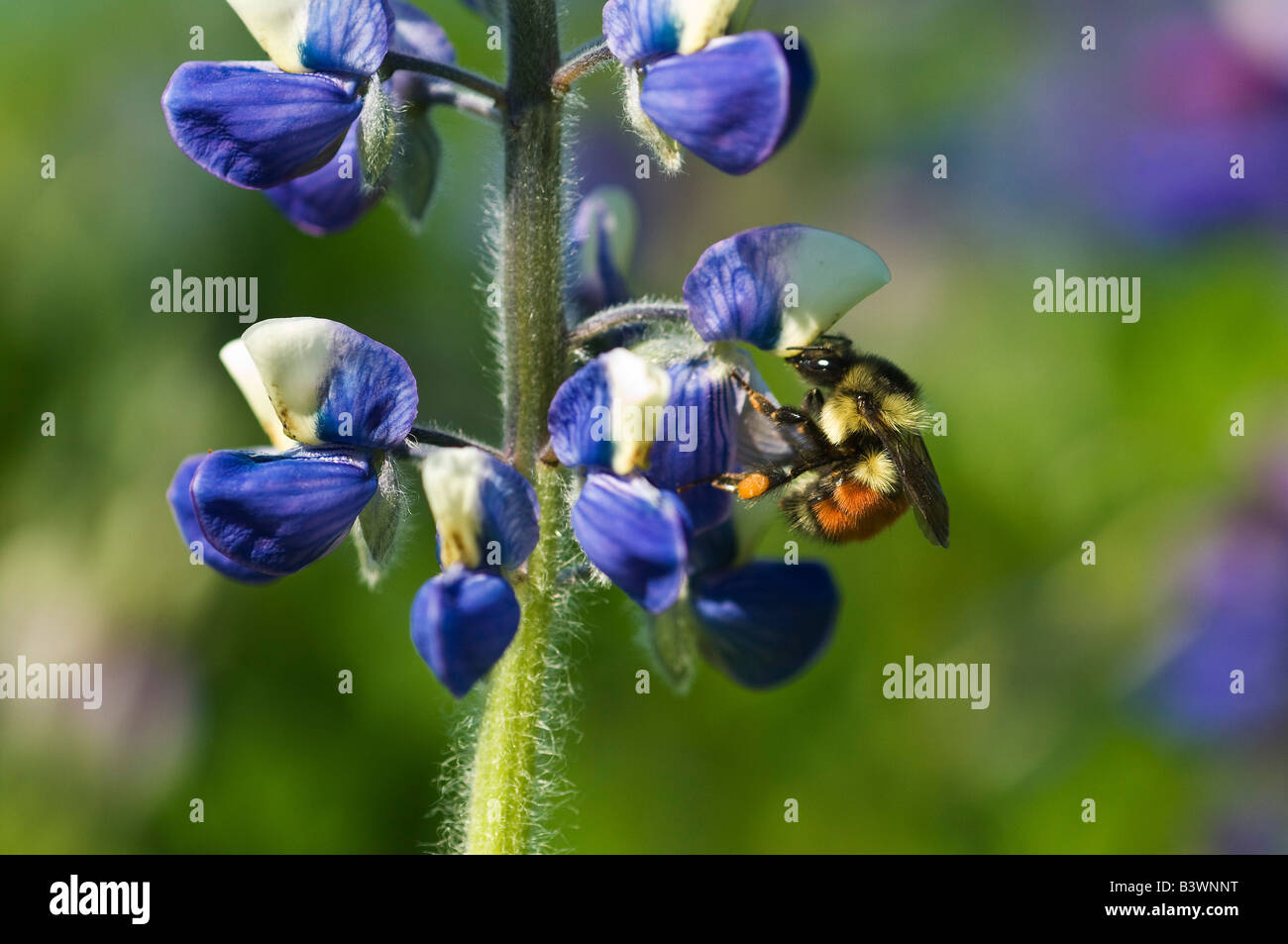 USA, Alaska, Inside Passage. Bee on lupine flower. Stock Photo