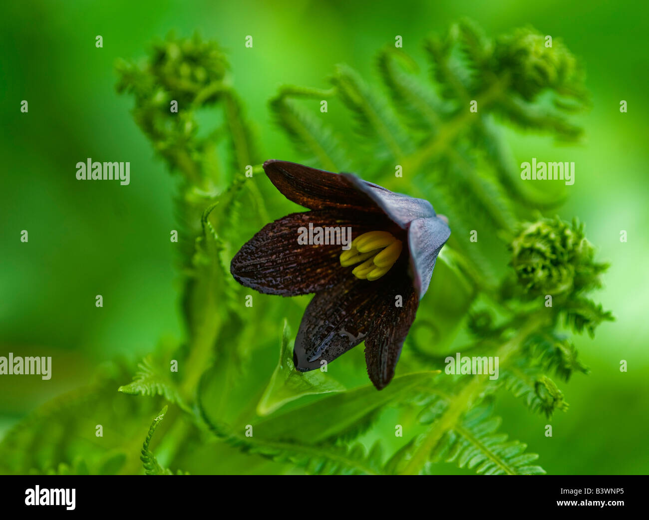 USA, Alaska, Inside Passage. Close-up of chocolate lily and fern Stock ...