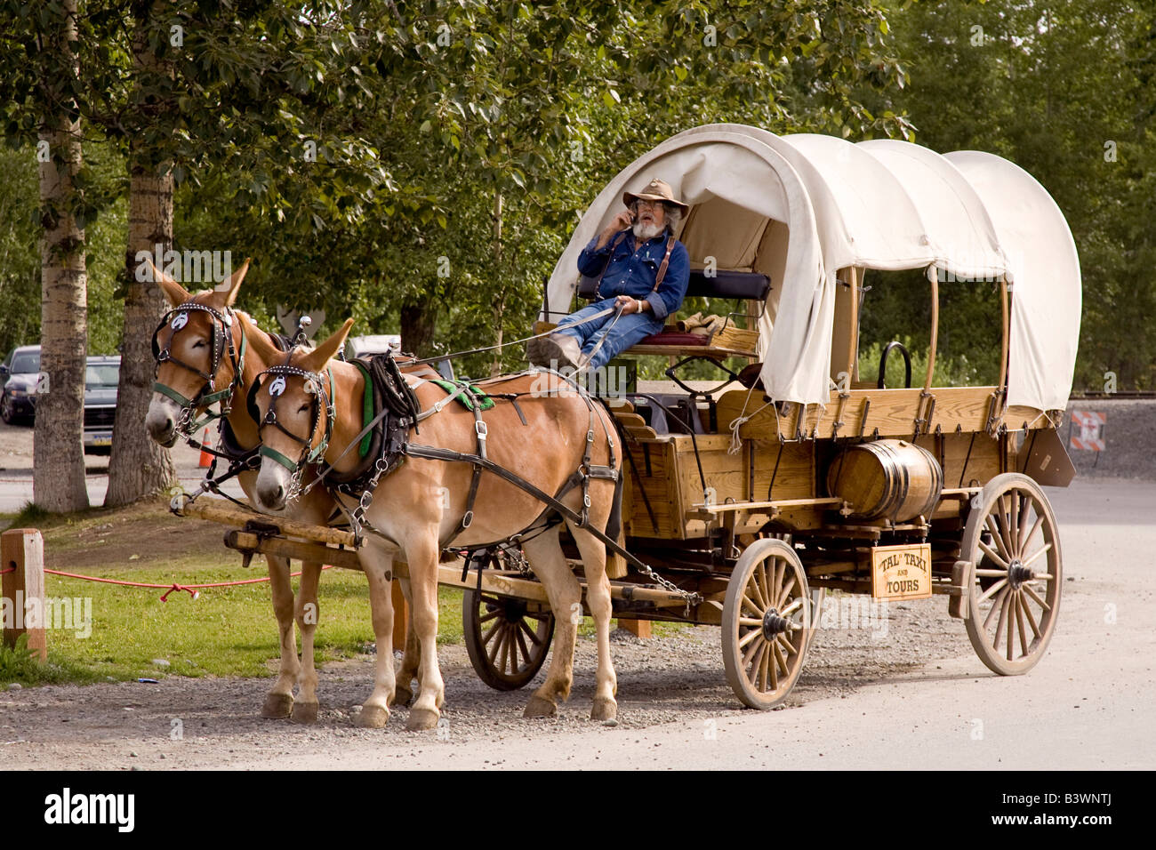 USA, Alaska, Talkeetna. Covered wagon pulled by two mules is a tour taxi for the town. Stock Photo
