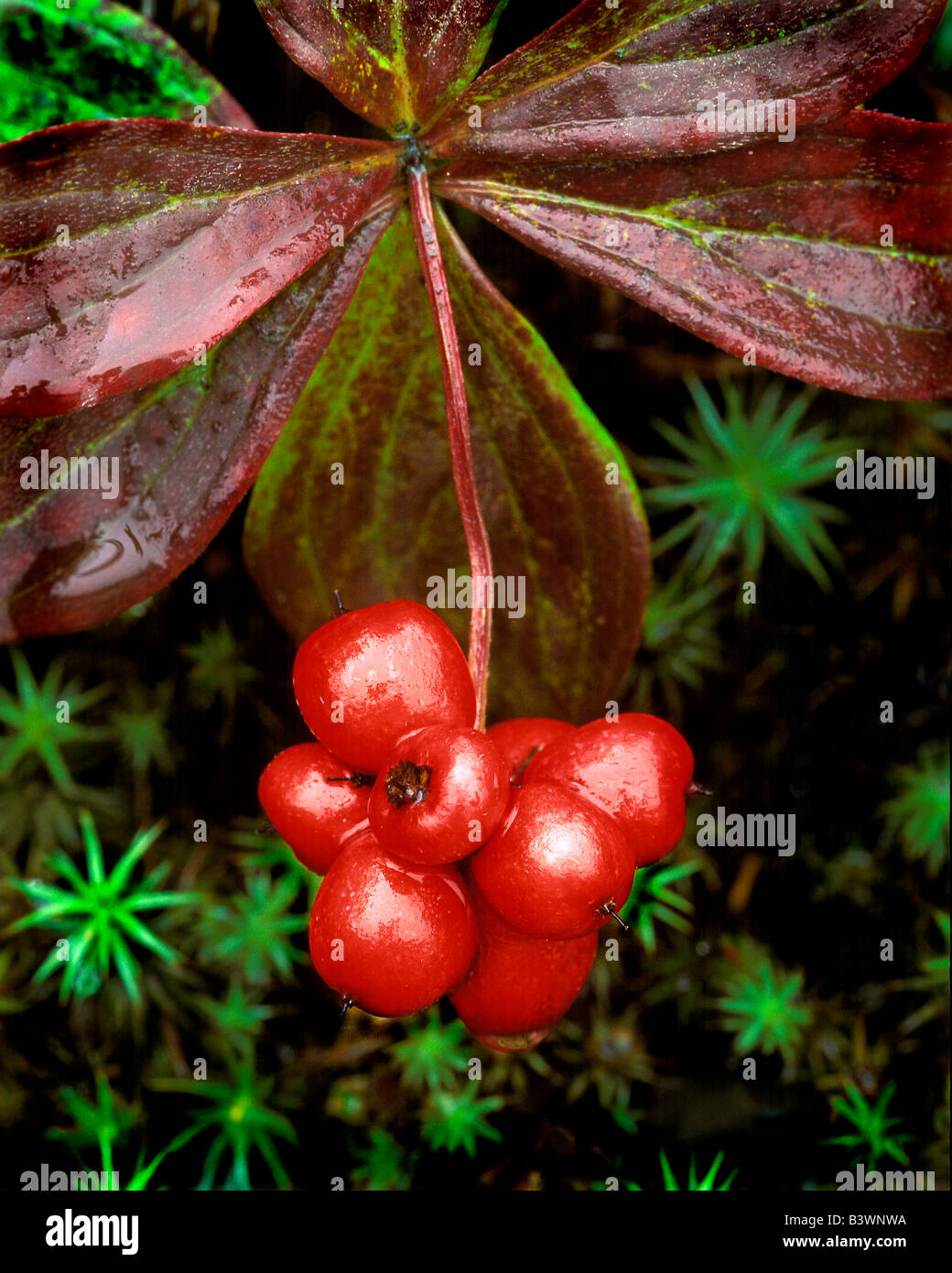 USA, Alaska, Denali National Park. Detail of leaves and bright red berries of the Canadian bunchberry. Stock Photo