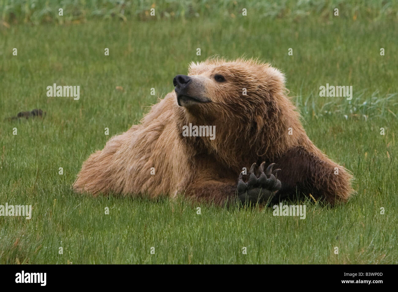 Young Grizzly bear relaxing and showing off its claws, Katmai National Park, Alaska Stock Photo
