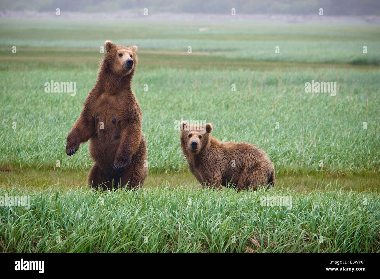 Mother Grizzly bear standing and looking around while her cub is nearby ...
