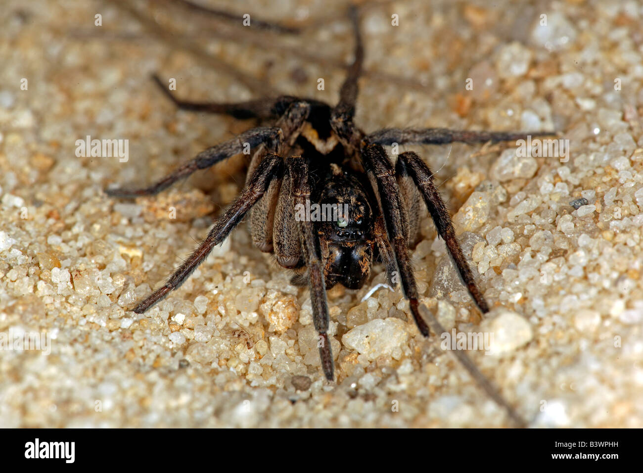 Wolf spider (family Lycosidae), New South Wales, Australia. Stock Photo