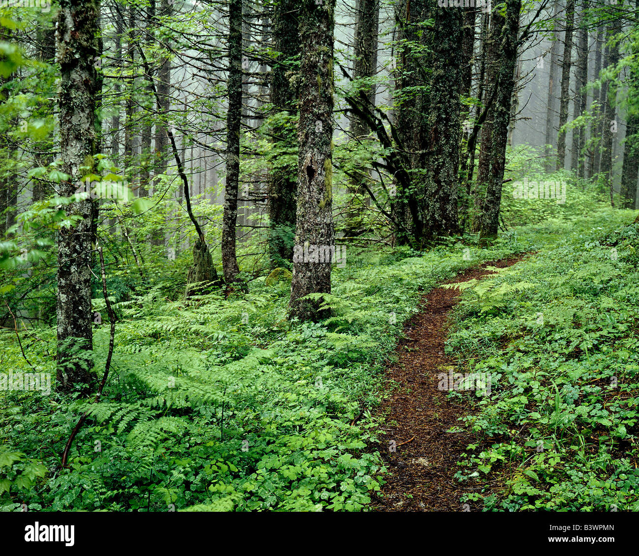 Mount Hood National Forest, Columbia River Gorge, Oregon, USA Stock ...