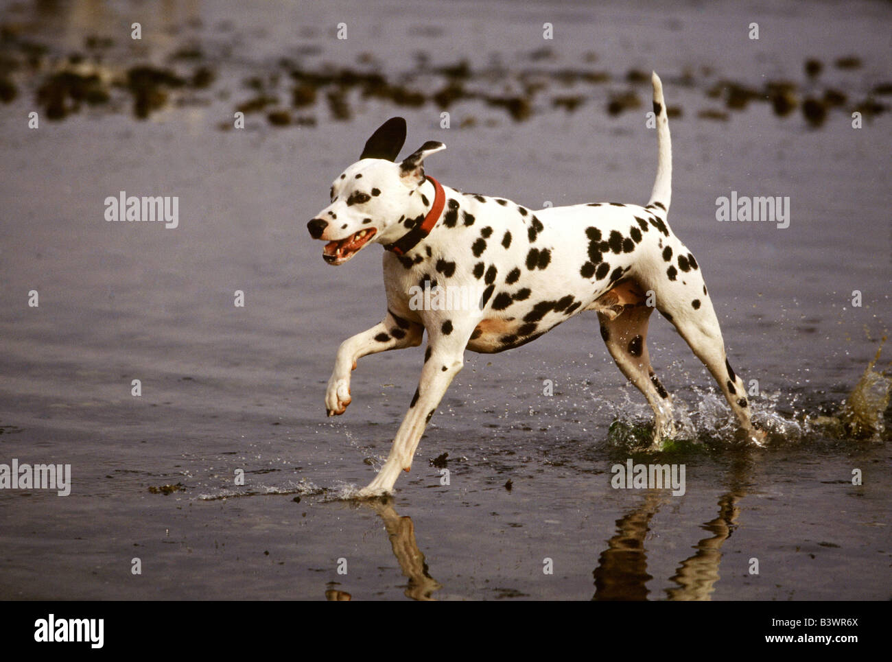 Running dog pattern hi-res stock photography and images - Alamy