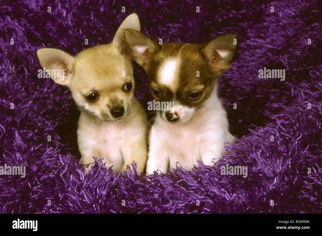 Two Chihuahua puppies in a tinsel Stock Photo