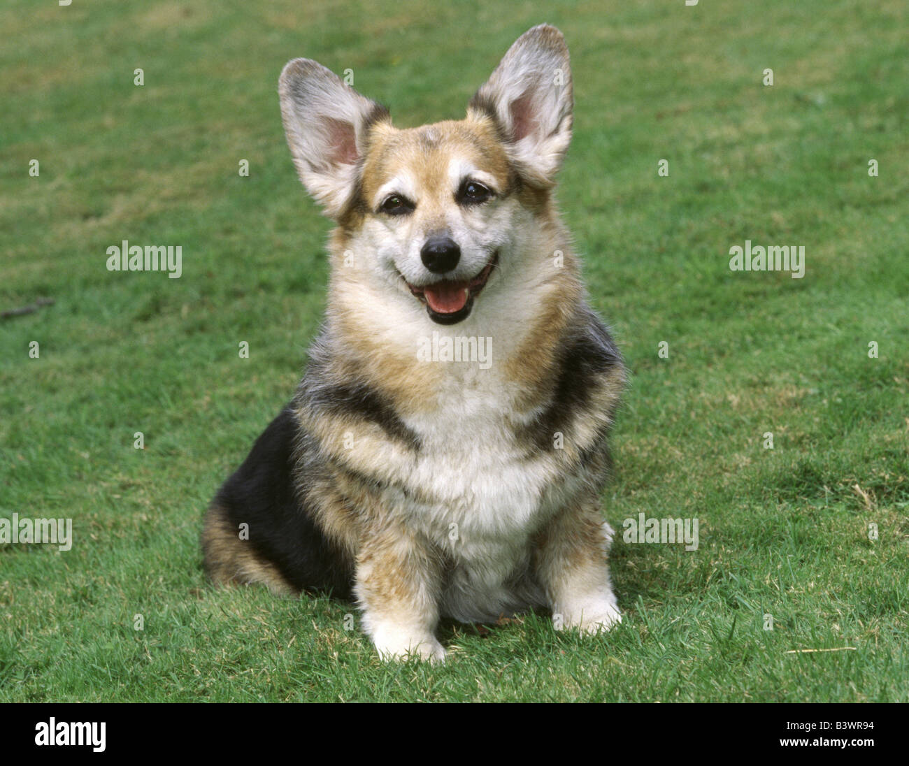 Corgi close up hi-res stock photography and images - Alamy