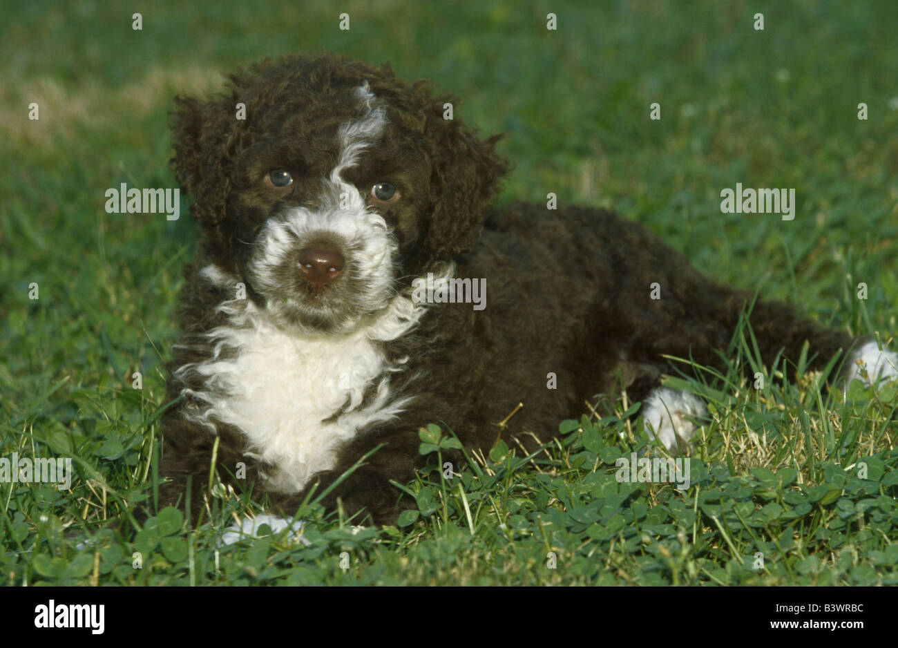 Portuguese Water dog puppy resting in a park Stock Photo