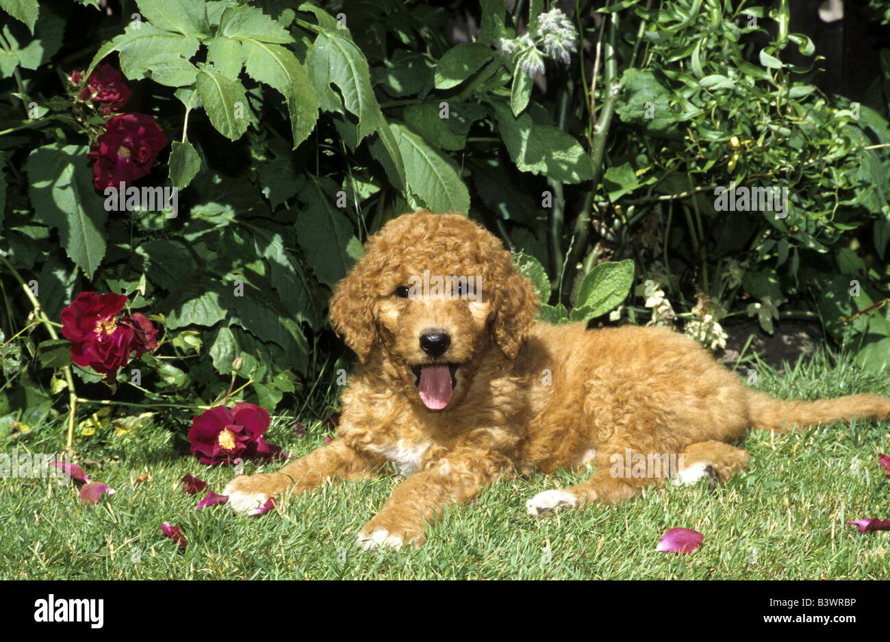 Labradoodle puppy sitting in a garden Stock Photo - Alamy