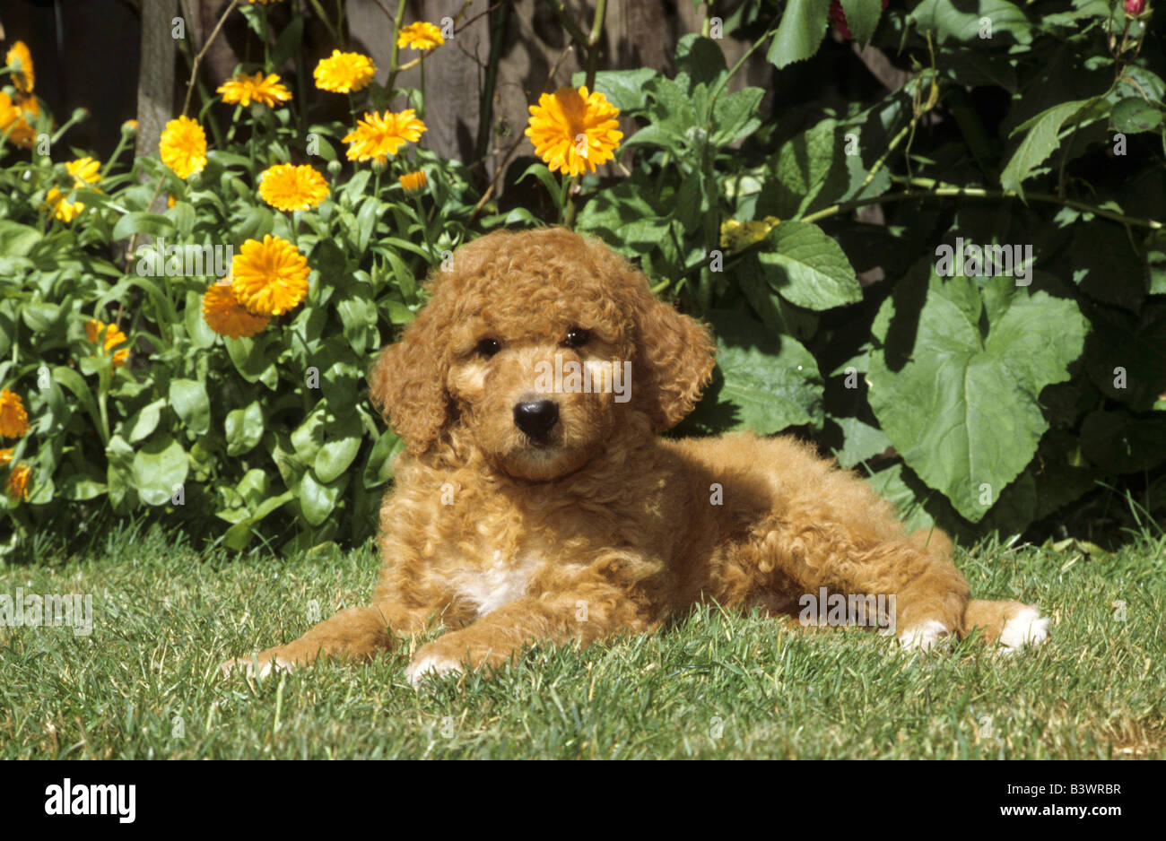 Labradoodle puppy sitting in a garden Stock Photo - Alamy