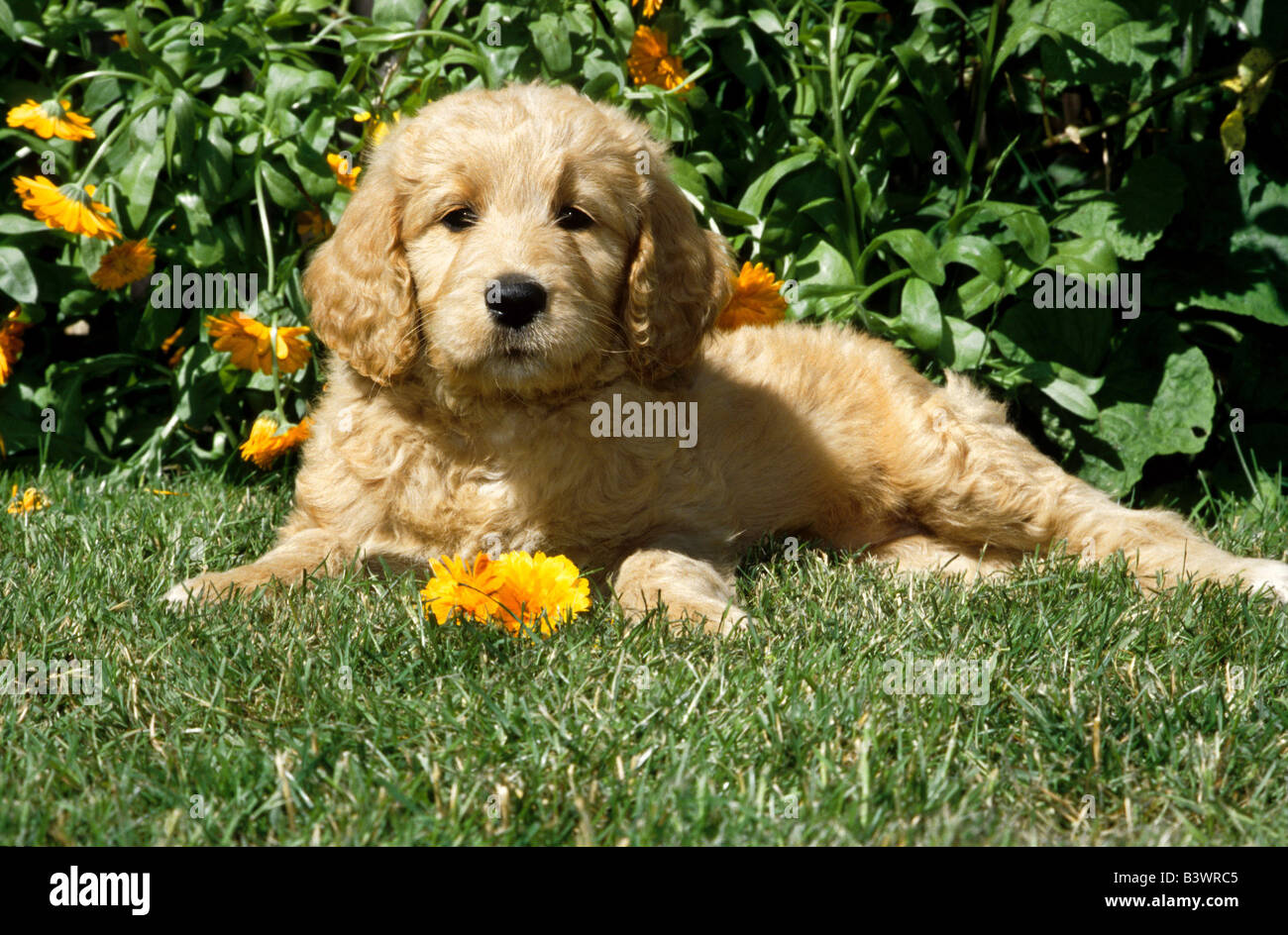 Labradoodle puppy sitting in a garden Stock Photo - Alamy