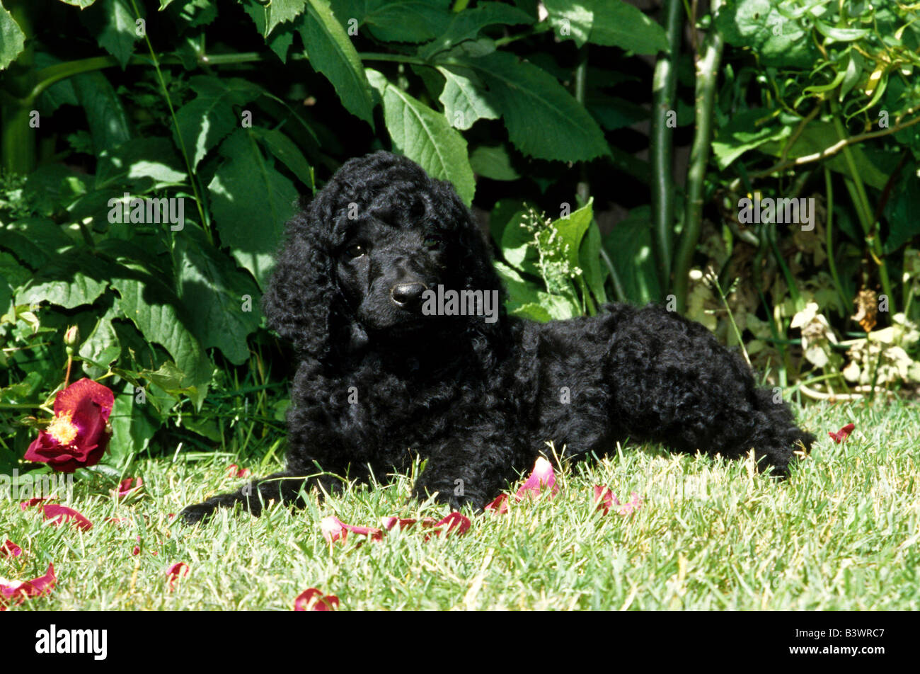 Black Labradoodle sitting in a garden Stock Photo - Alamy