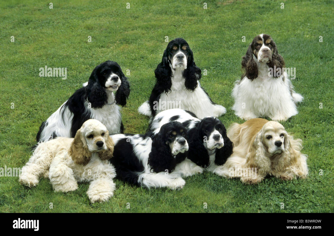 American Cocker Spaniels Stock Photo