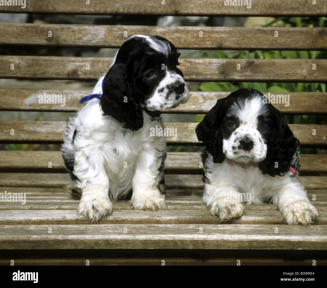 American Cocker Spaniels Stock Photo