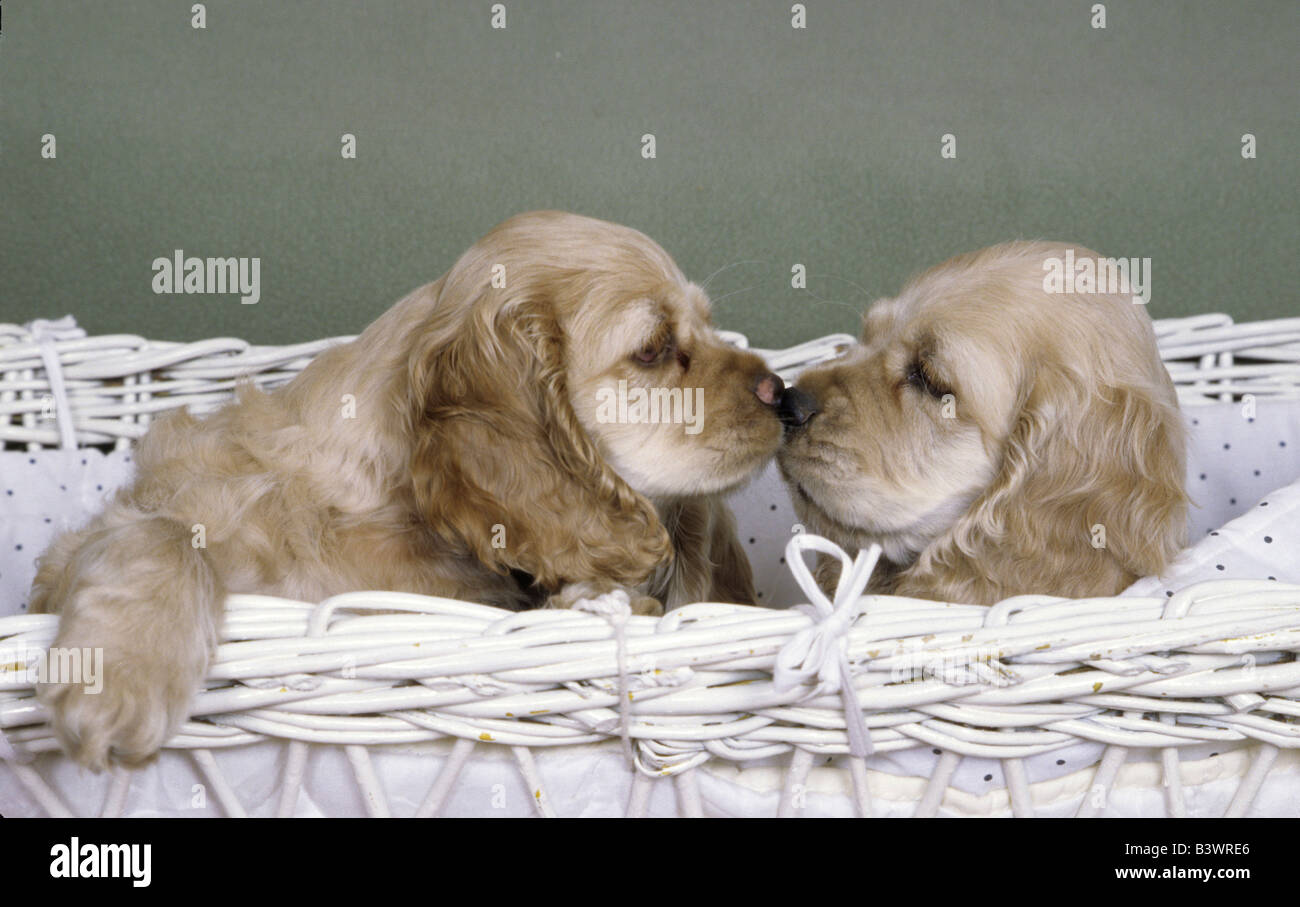 American Cocker Spaniels Stock Photo