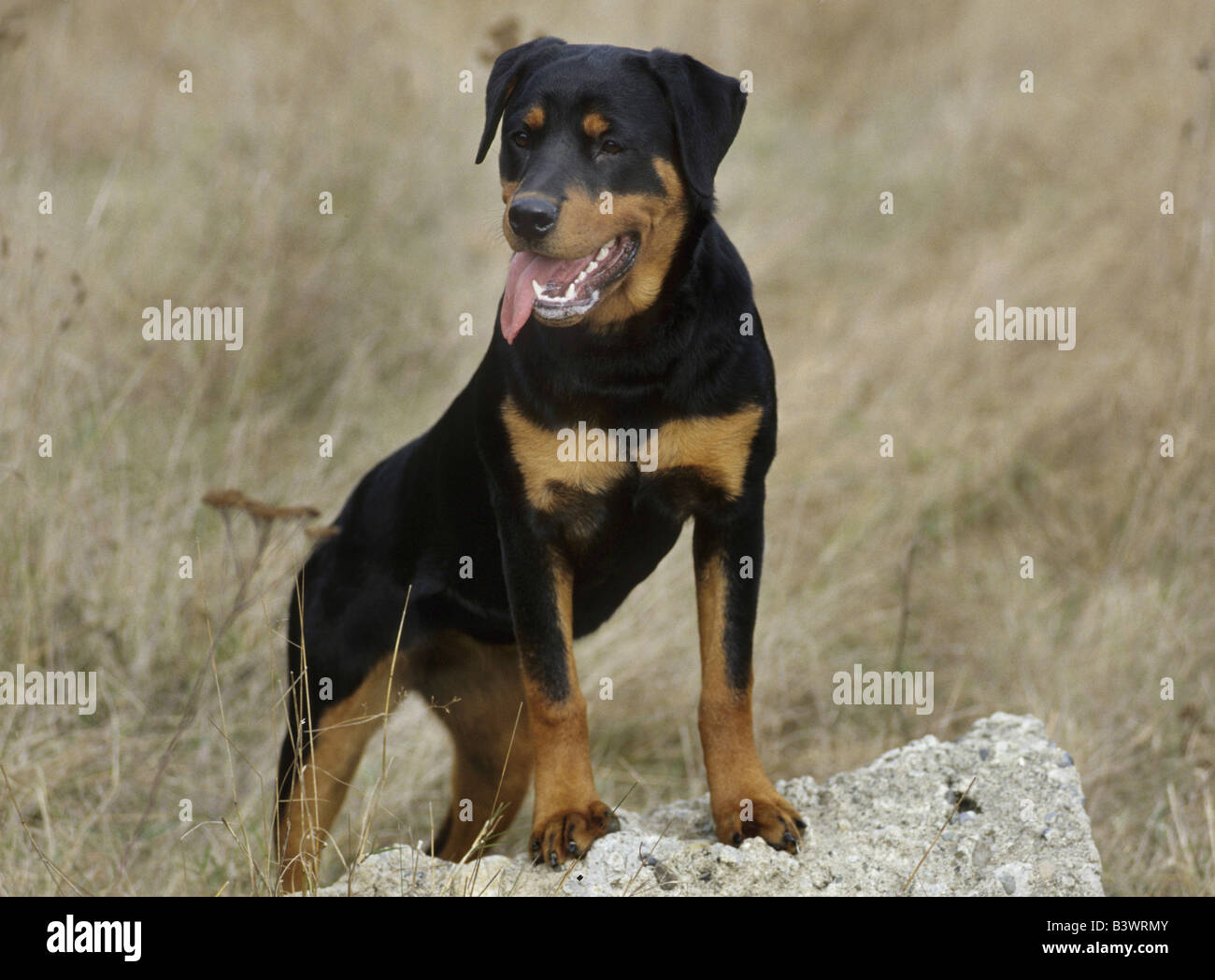 Rottweiler standing on a rock Stock Photo - Alamy