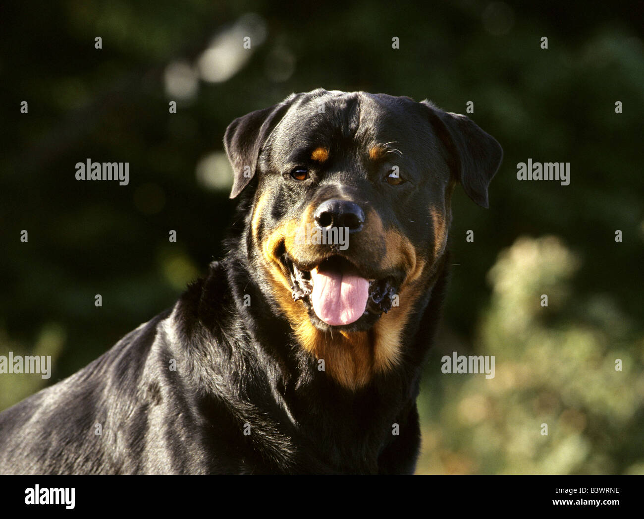 Pant Rottweiler Close-up of a Rottweiler panting Stock Photo - Alamy