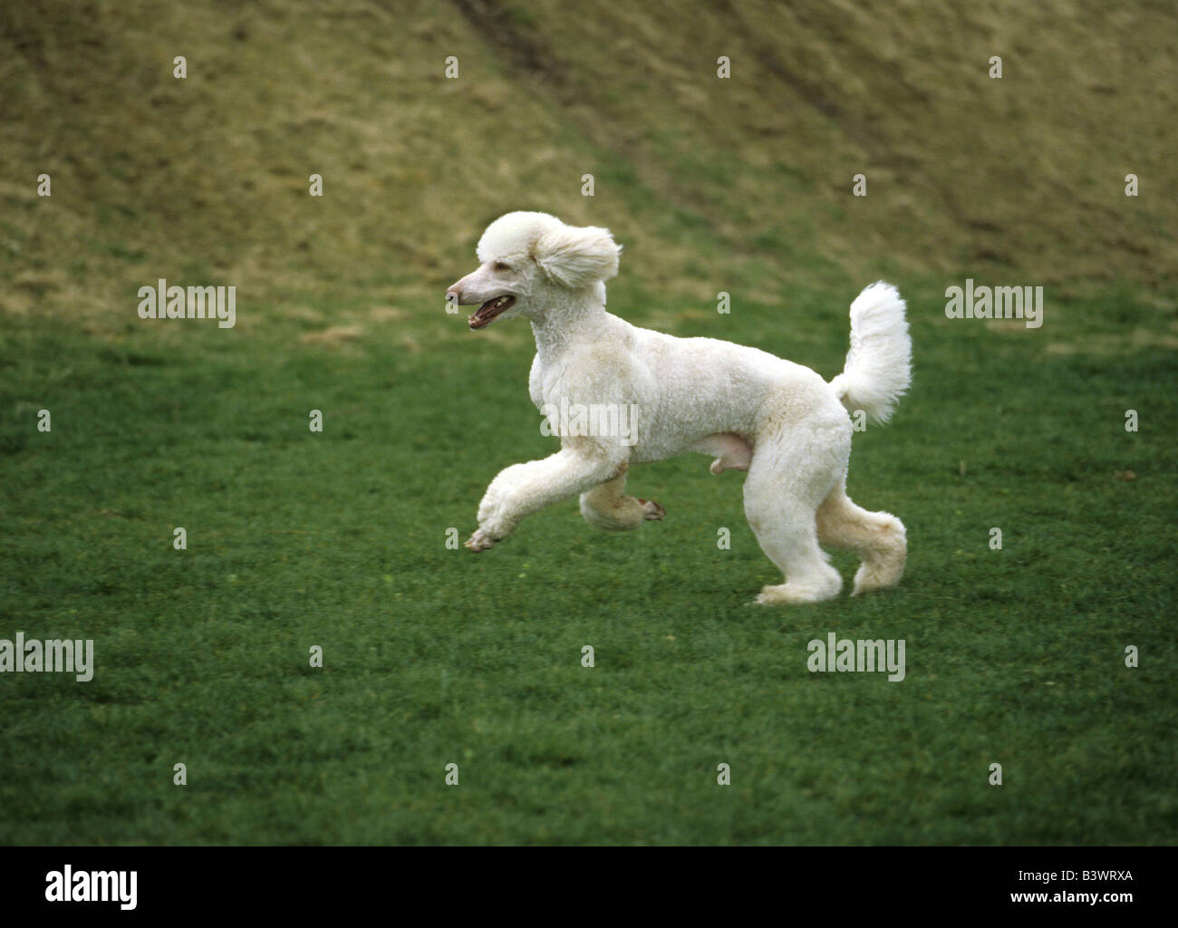 Standard poodle running in a field Stock Photo Alamy