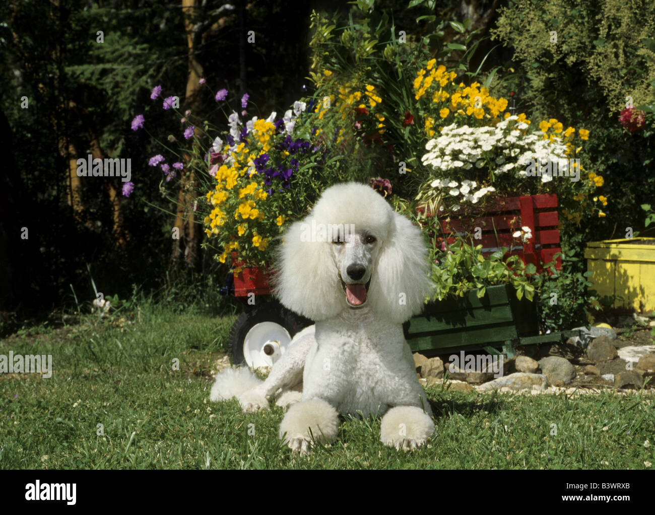 Standard poodle sitting in a garden Stock Photo - Alamy