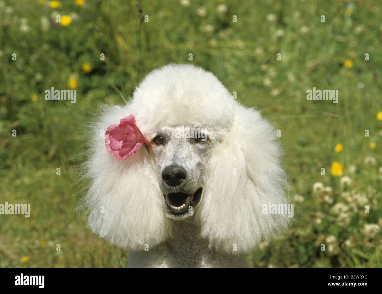 Close-up of a Standard poodle Stock Photo