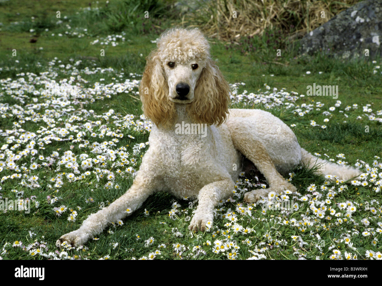 Standard poodle sitting in a park Stock Photo - Alamy