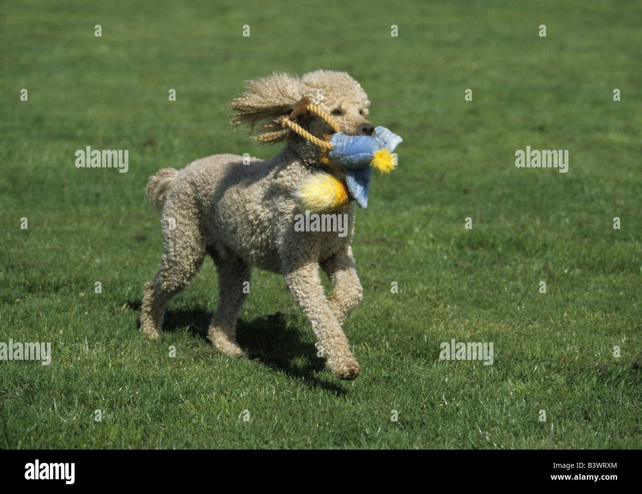 Standard poodle mouth hires stock photography and images Alamy