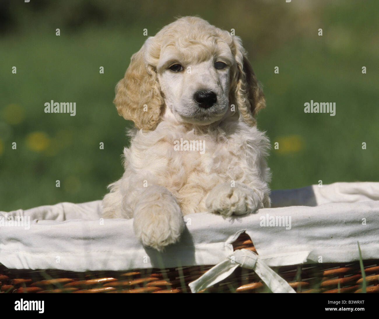 Close-up of a Standard poodle puppy in a basket Stock Photo