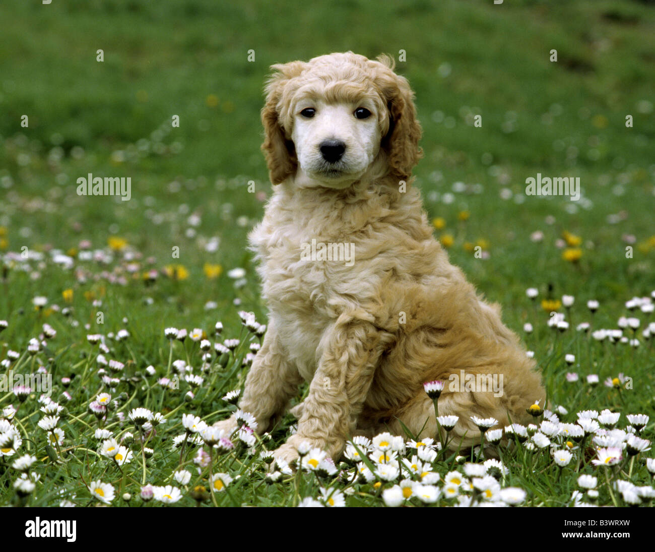 Standard poodle puppy sitting in a park Stock Photo - Alamy