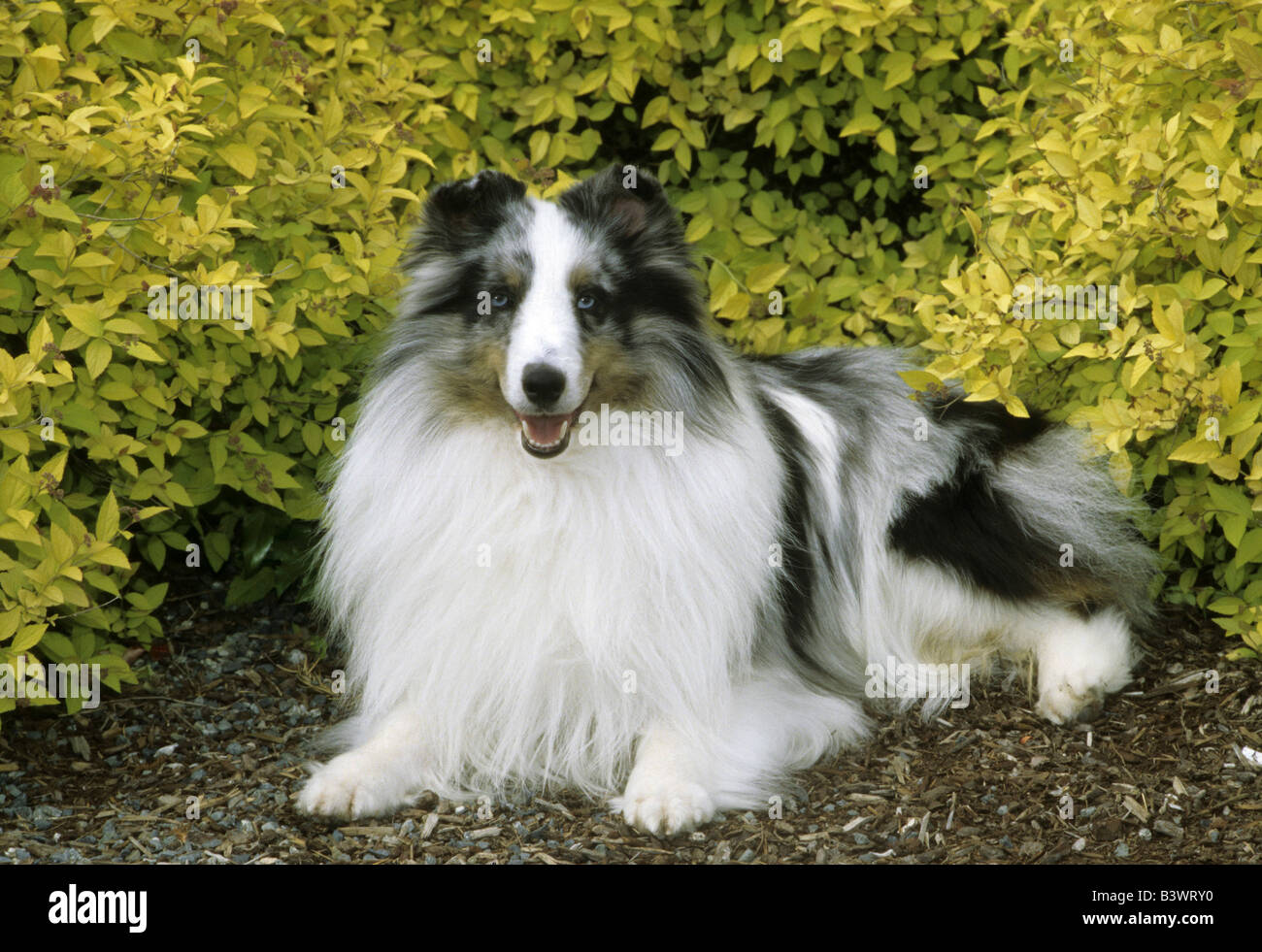 Shetland Sheepdog sitting in front of bush Stock Photo - Alamy