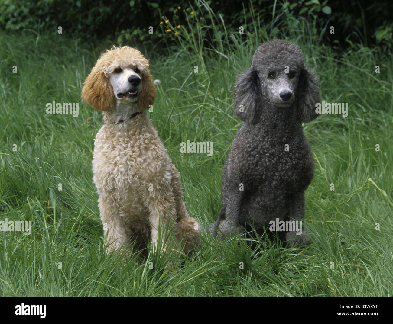 Two Standard poodles sitting on grass Stock Photo - Alamy