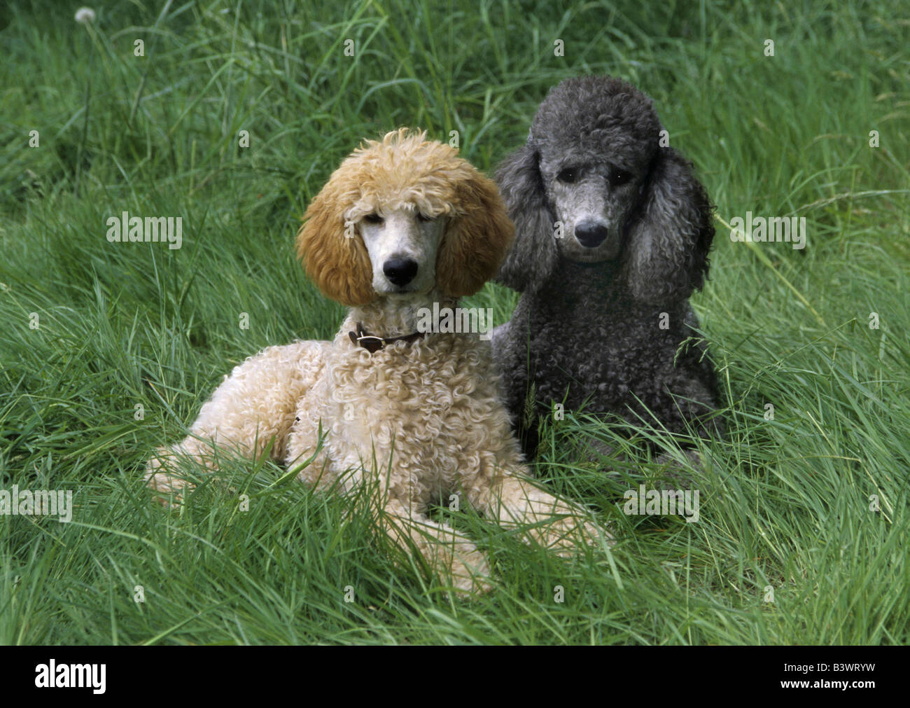 Two Standard poodles sitting on grass Stock Photo - Alamy