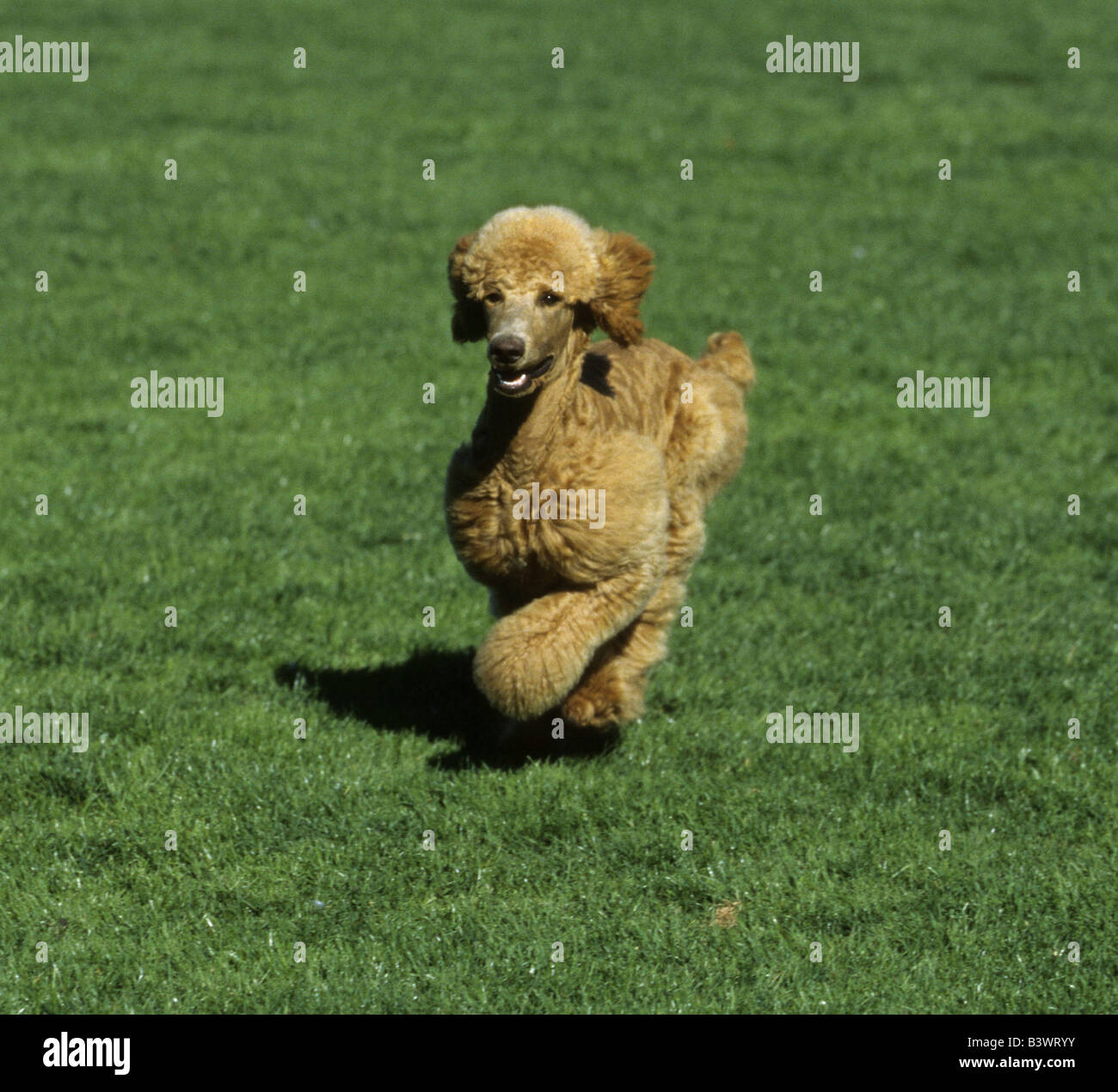 Standard poodle running in a park Stock Photo Alamy