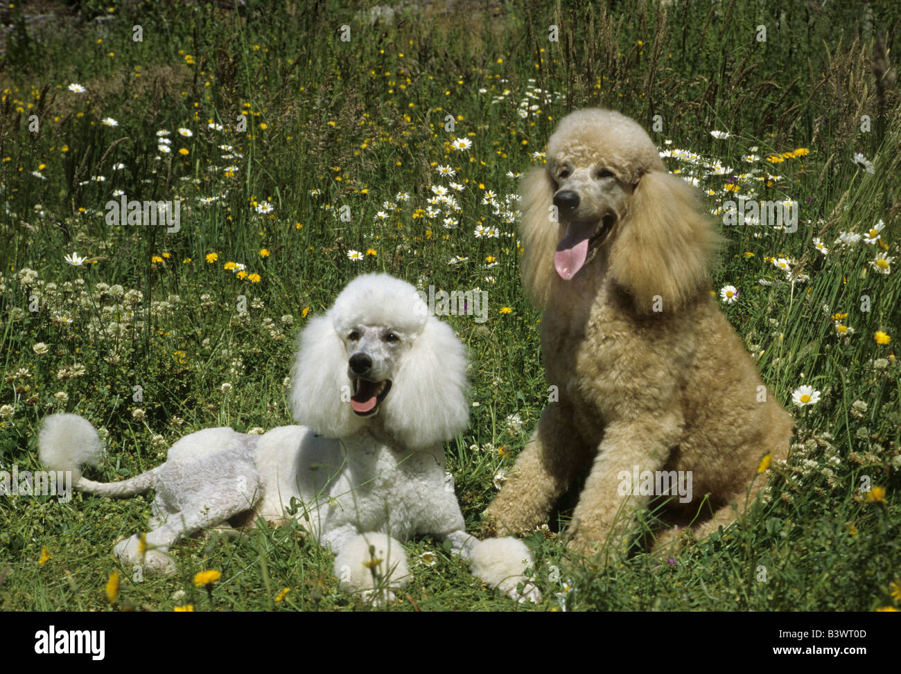 Two Standard poodles sitting in a park Stock Photo - Alamy