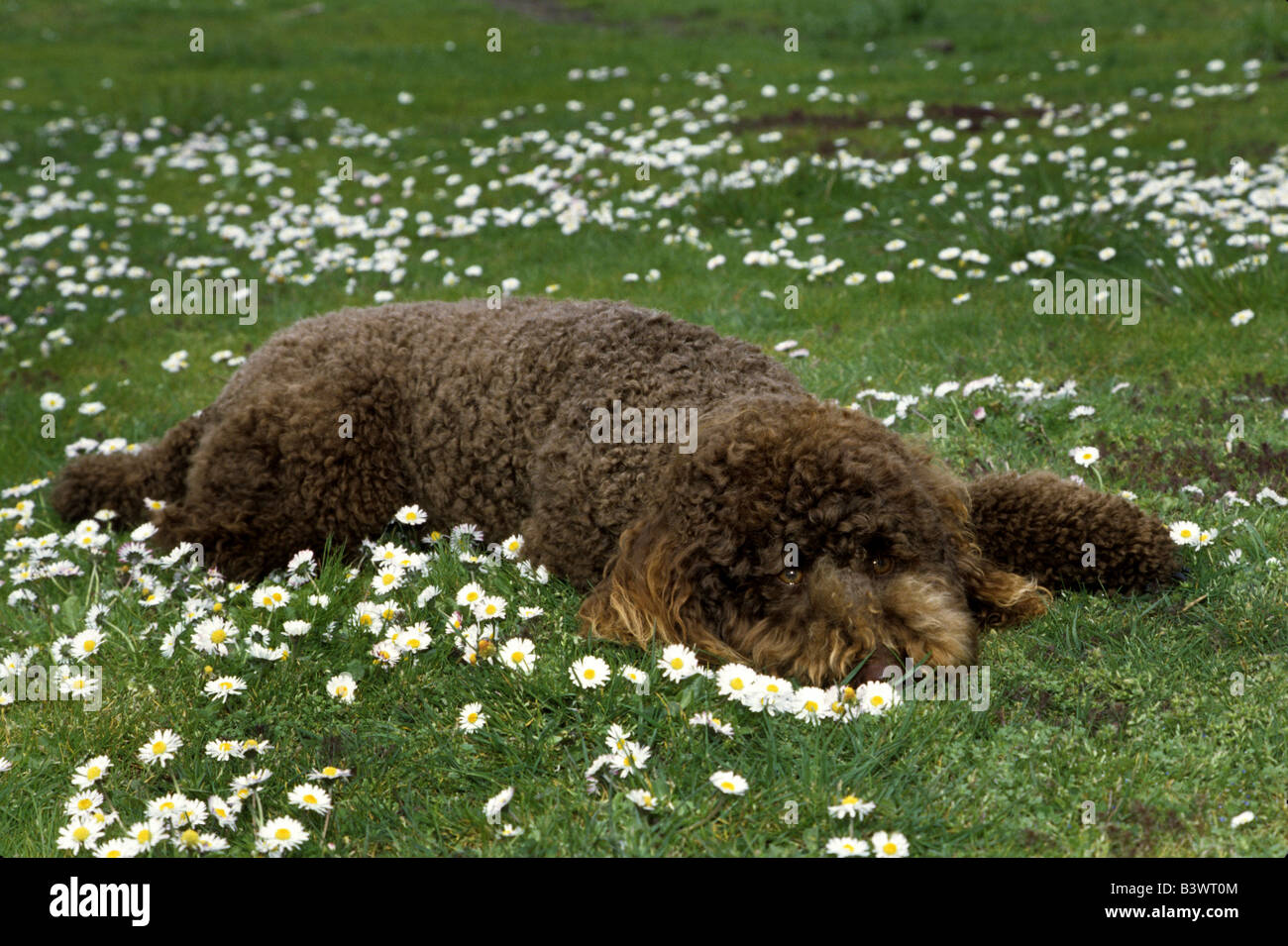 Standard poodle sleeping in a park Stock Photo - Alamy