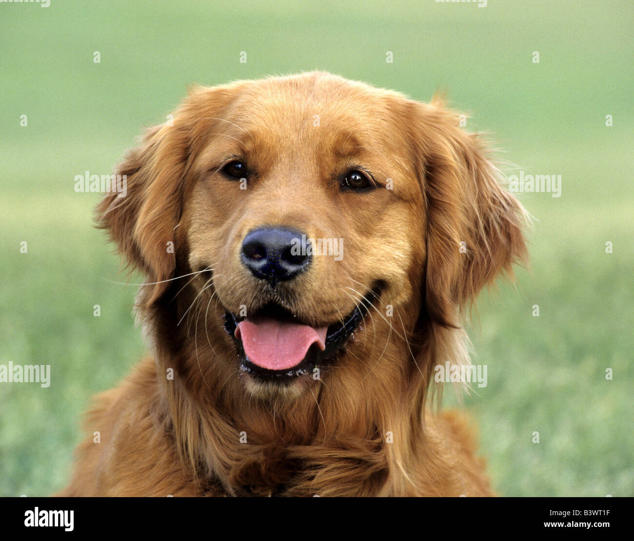 Close-up of a Golden Retriever Stock Photo - Alamy