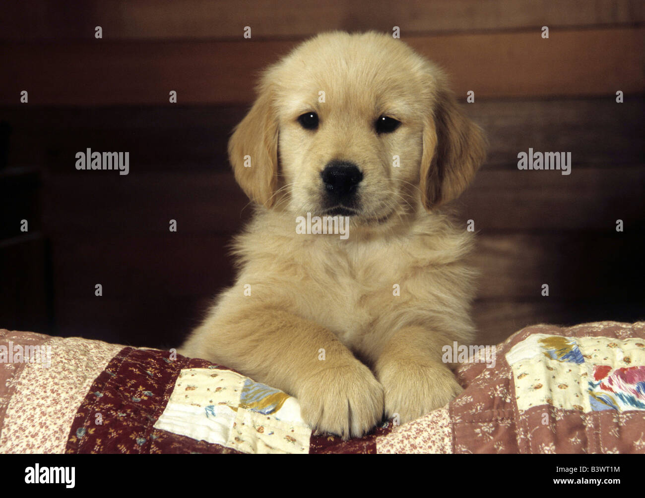 Golden Retriever puppy sitting on the bed Stock Photo - Alamy