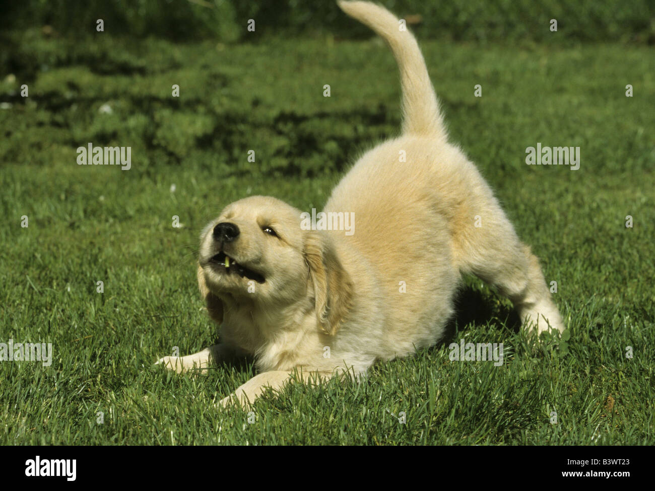 Golden Retriever playing in a field Stock Photo - Alamy