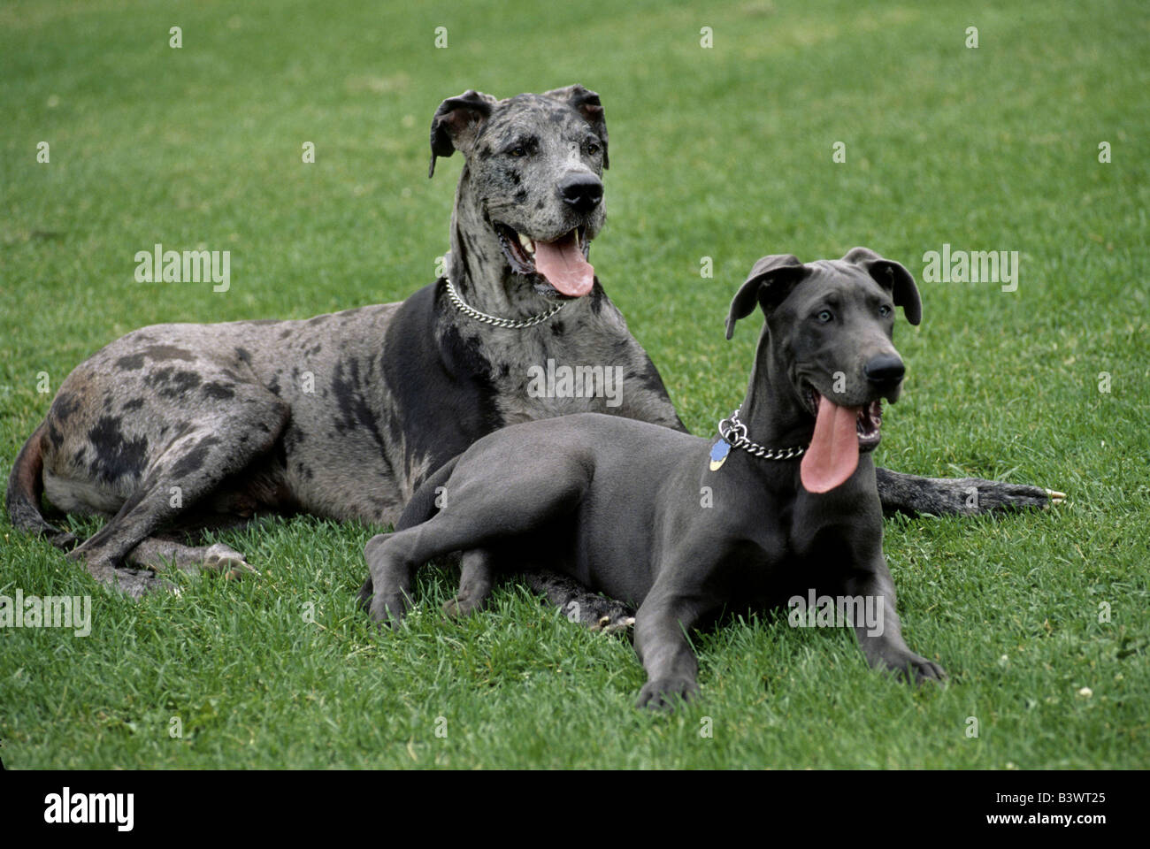 Two Great Danes sitting on grass Stock Photo Alamy