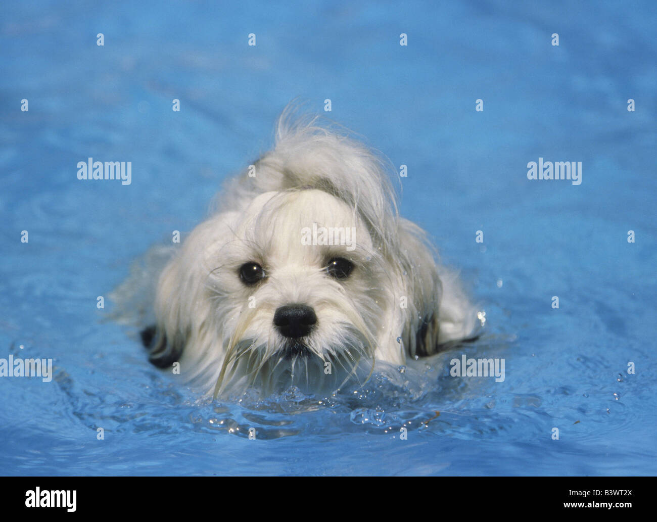 Havanese swimming sales