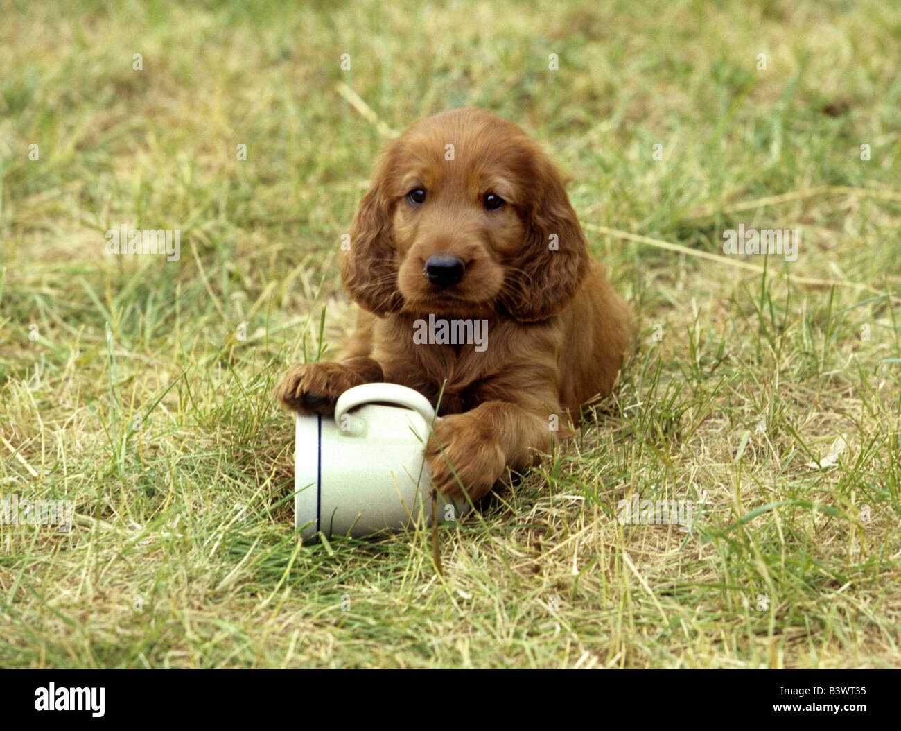 Irish Setter puppy playing with a cup Stock Photo