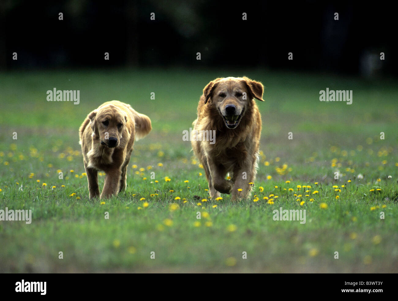 Two Golden Retrievers walking in a field Stock Photo - Alamy
