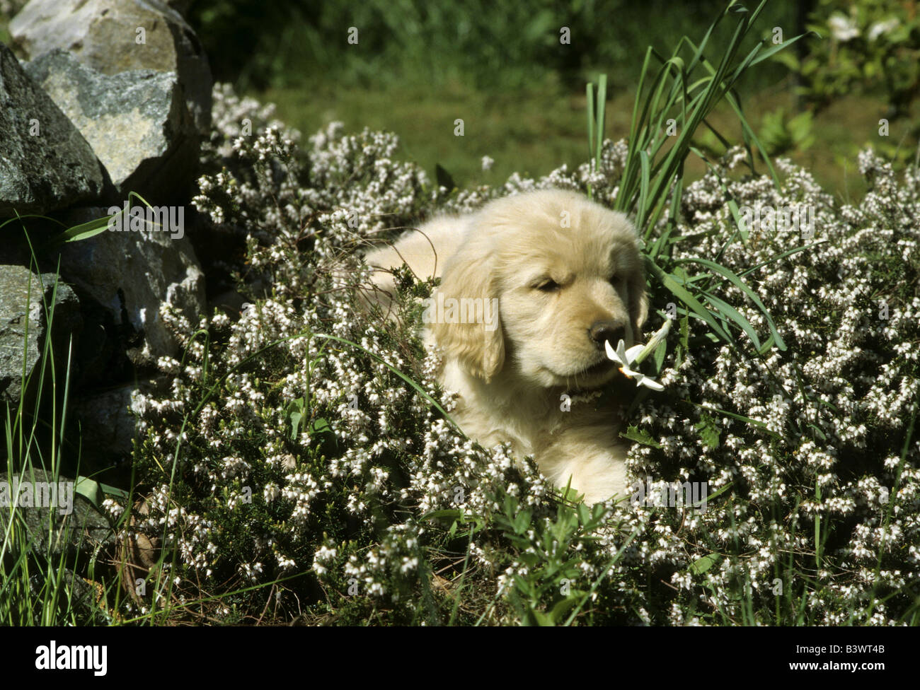 Golden Retriever puppy in flowers Stock Photo - Alamy