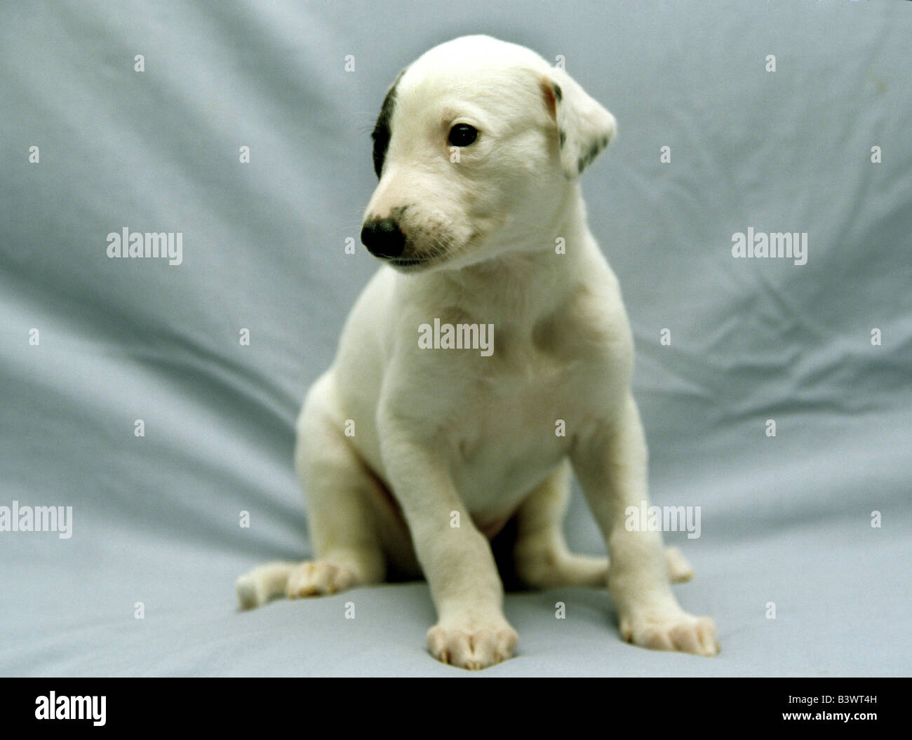 Greyhound puppy on a couch Stock Photo