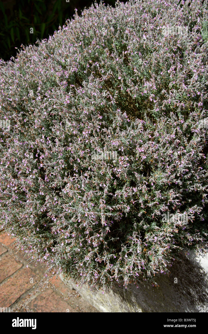 Teucrium subspinosum, Labiatae, Lamiaceae. Balearics, Europe Stock Photo