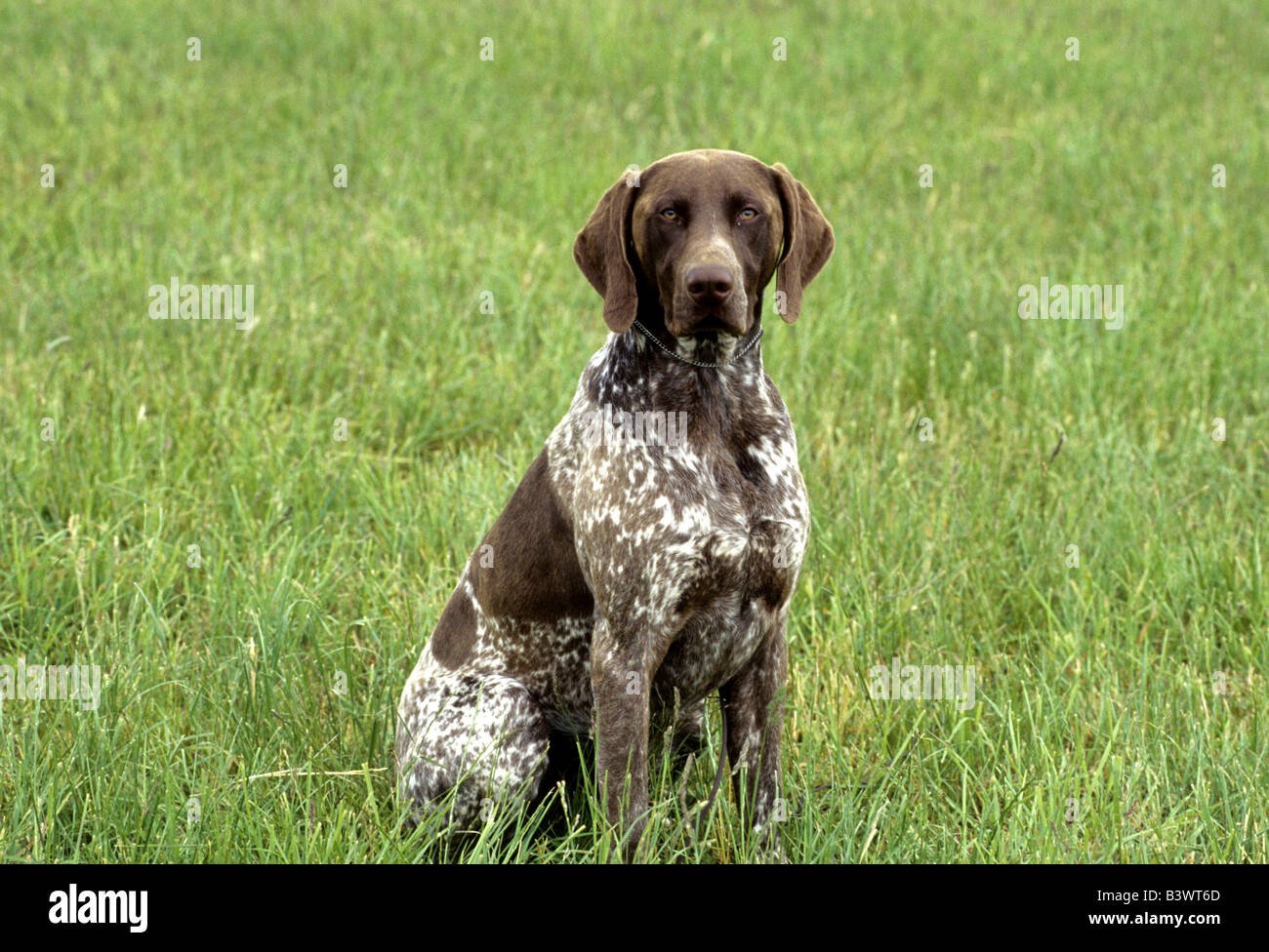 German Shorthaired Pointer sitting in a field Stock Photo